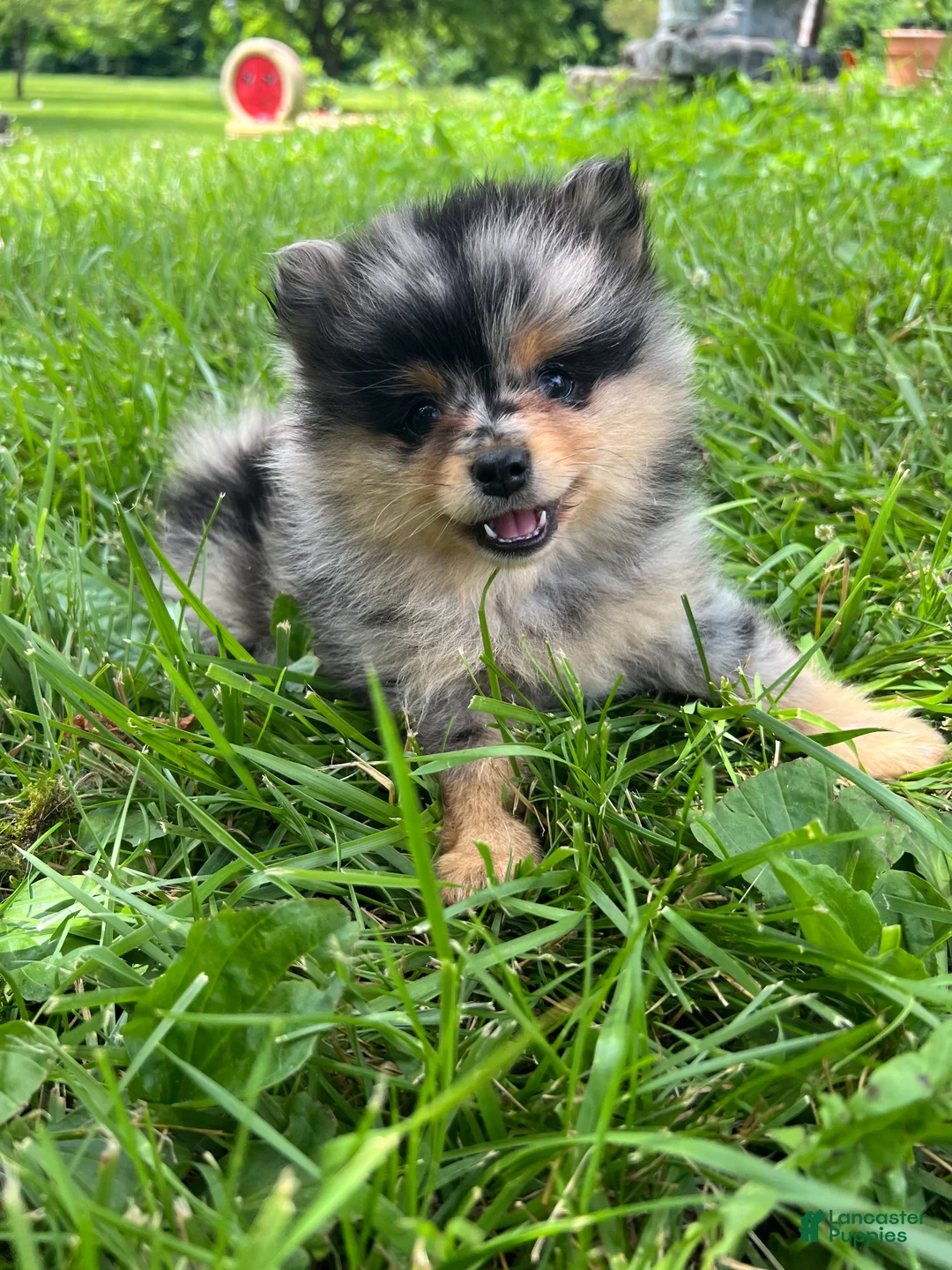 Pomeranian dogs for sale: Bandit Merle tricolor  - Ad 8