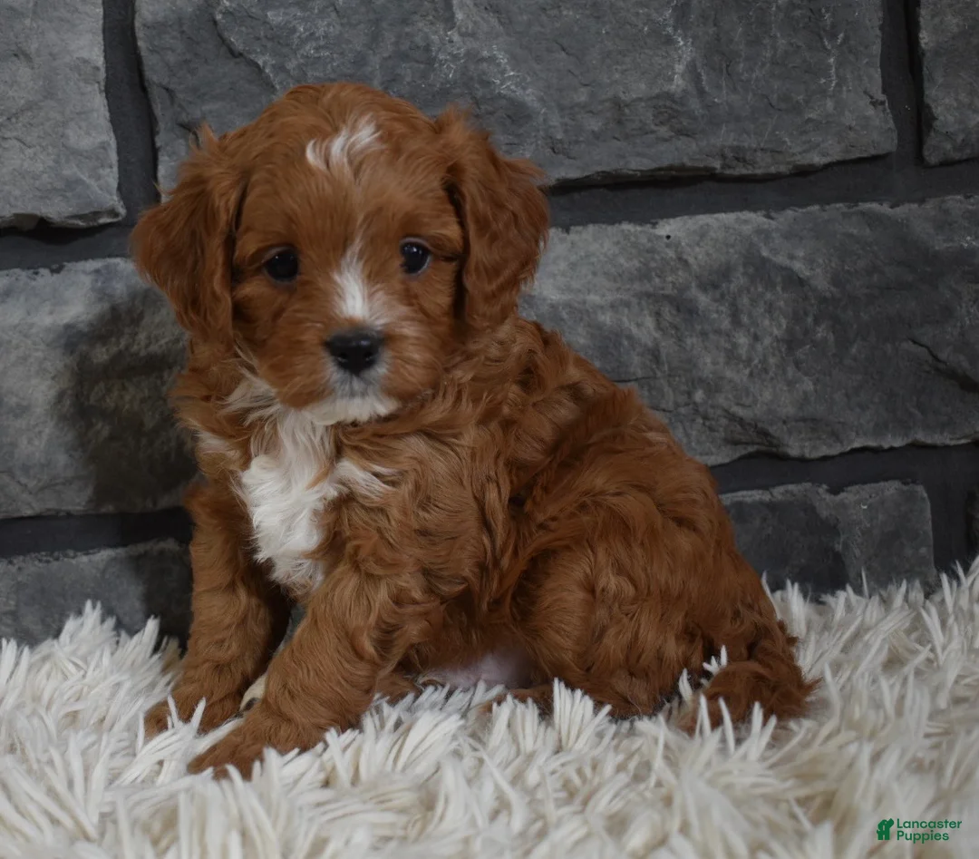 Cavapoo dogs for sale: Peanut  - Ad 8
