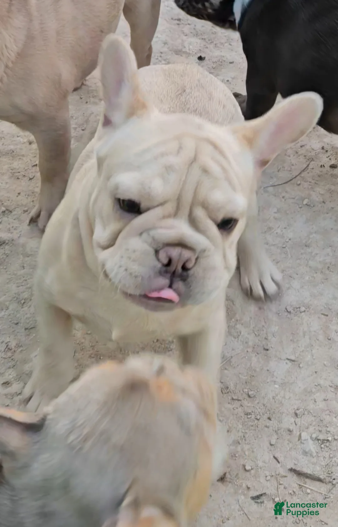 French Bulldog dogs for sale: French Bulldog Puppy 2 - Ad 18