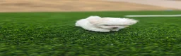 Maltese dogs for sale: 🐶 Female Maltese Puppy – Sweet, Playful & Petite - Ad 4
