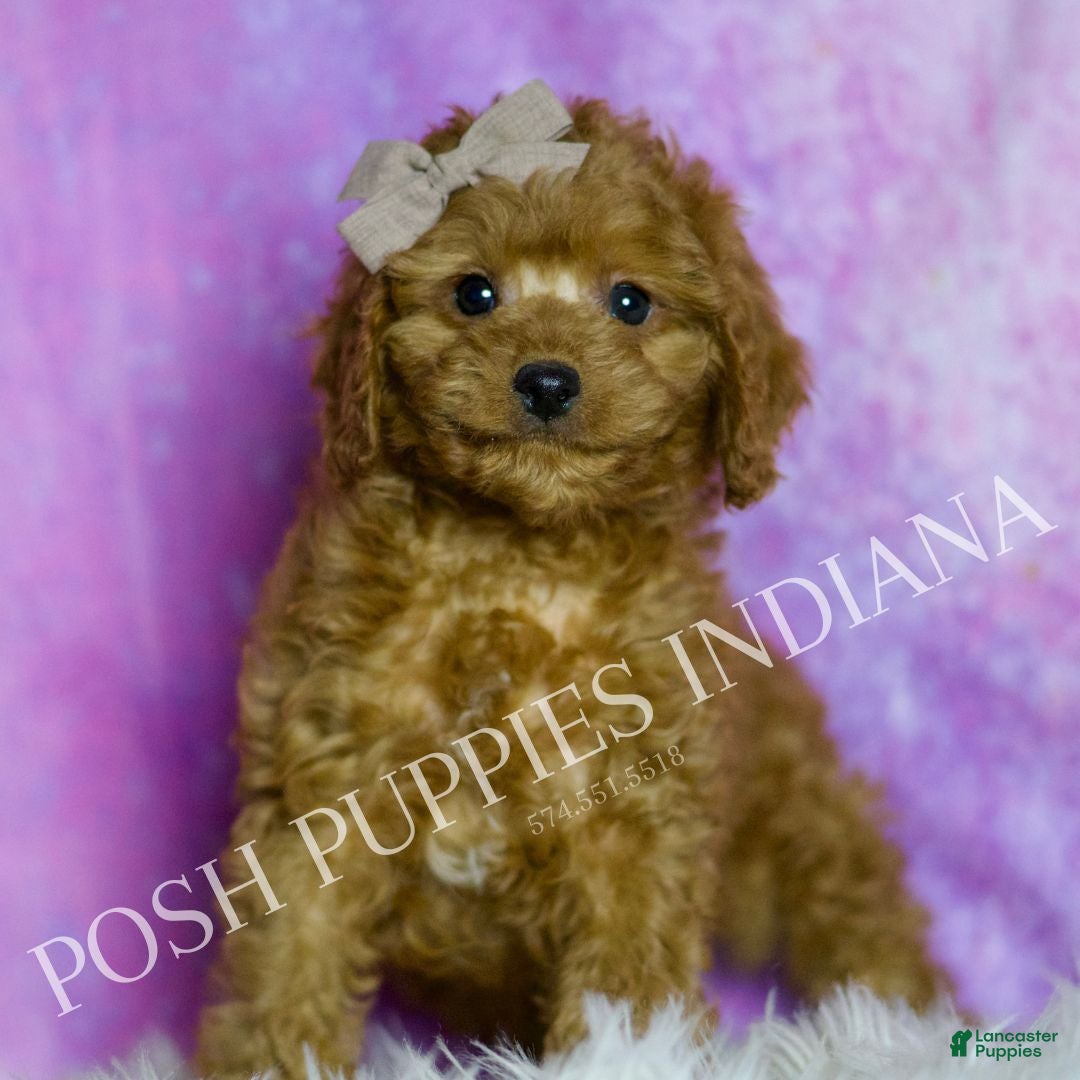 Cavapoo dogs Sage Adorable F1B Champion Line Cavapoo - Ad 2