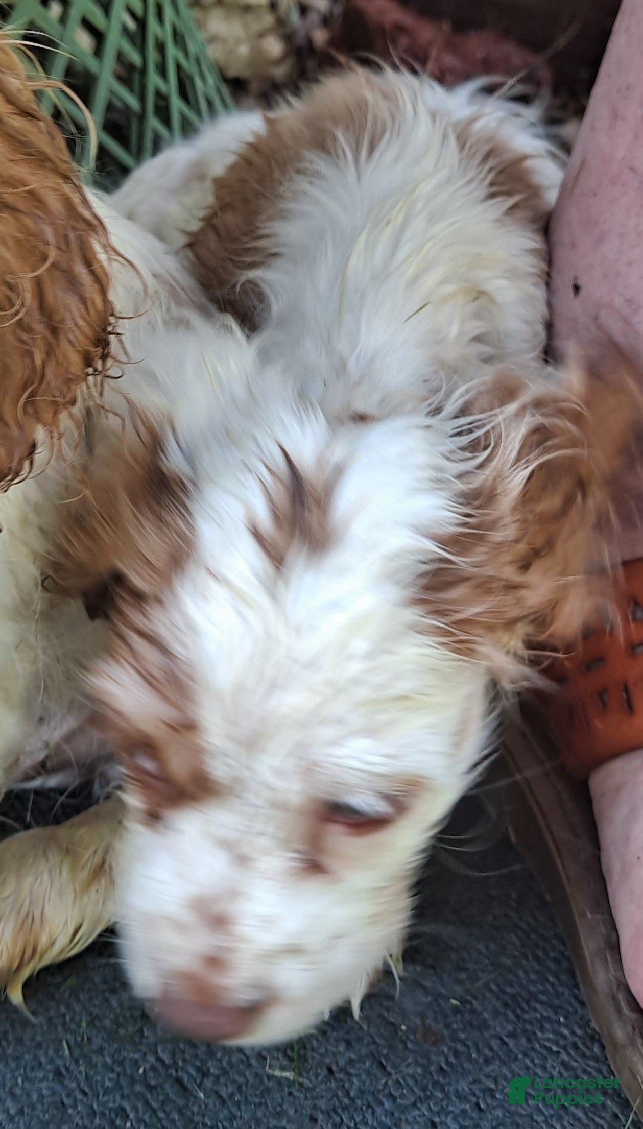 Cocker Spaniel dogs Dottie - Ad 2
