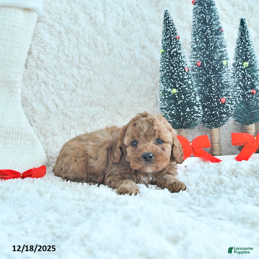 Cavapoo dogs for sale: Tinsel - Ad 4