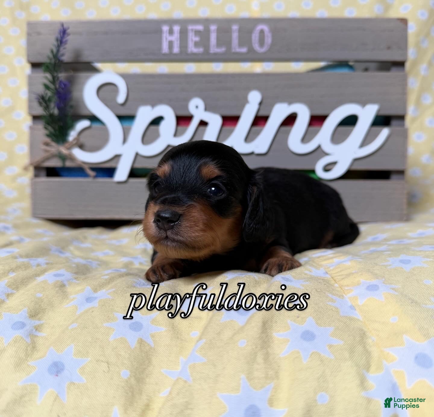 Miniature Dachshund dogs AKC Black & Tan Long Haired Male Miniature Dachshund Puppy  - Ad 2