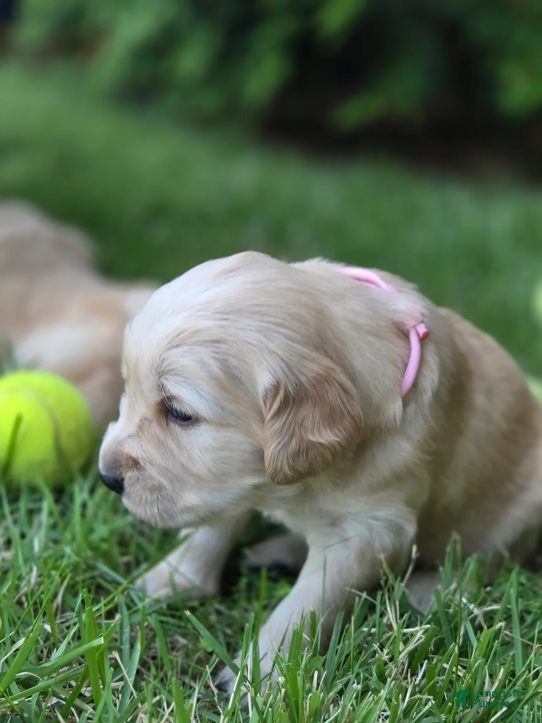 Golden Retriever dogs for sale: Golden Retriever Puppy Ms. Pink Lady - Ad 1