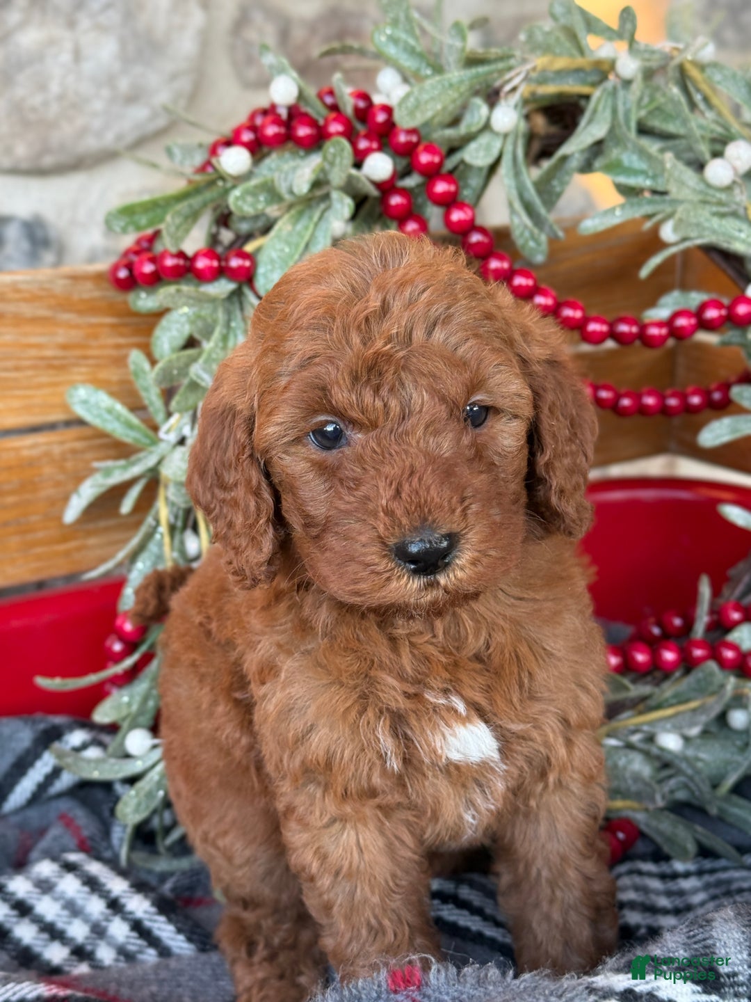 Mini Goldendoodle dogs for sale: Ivy - Ad 9