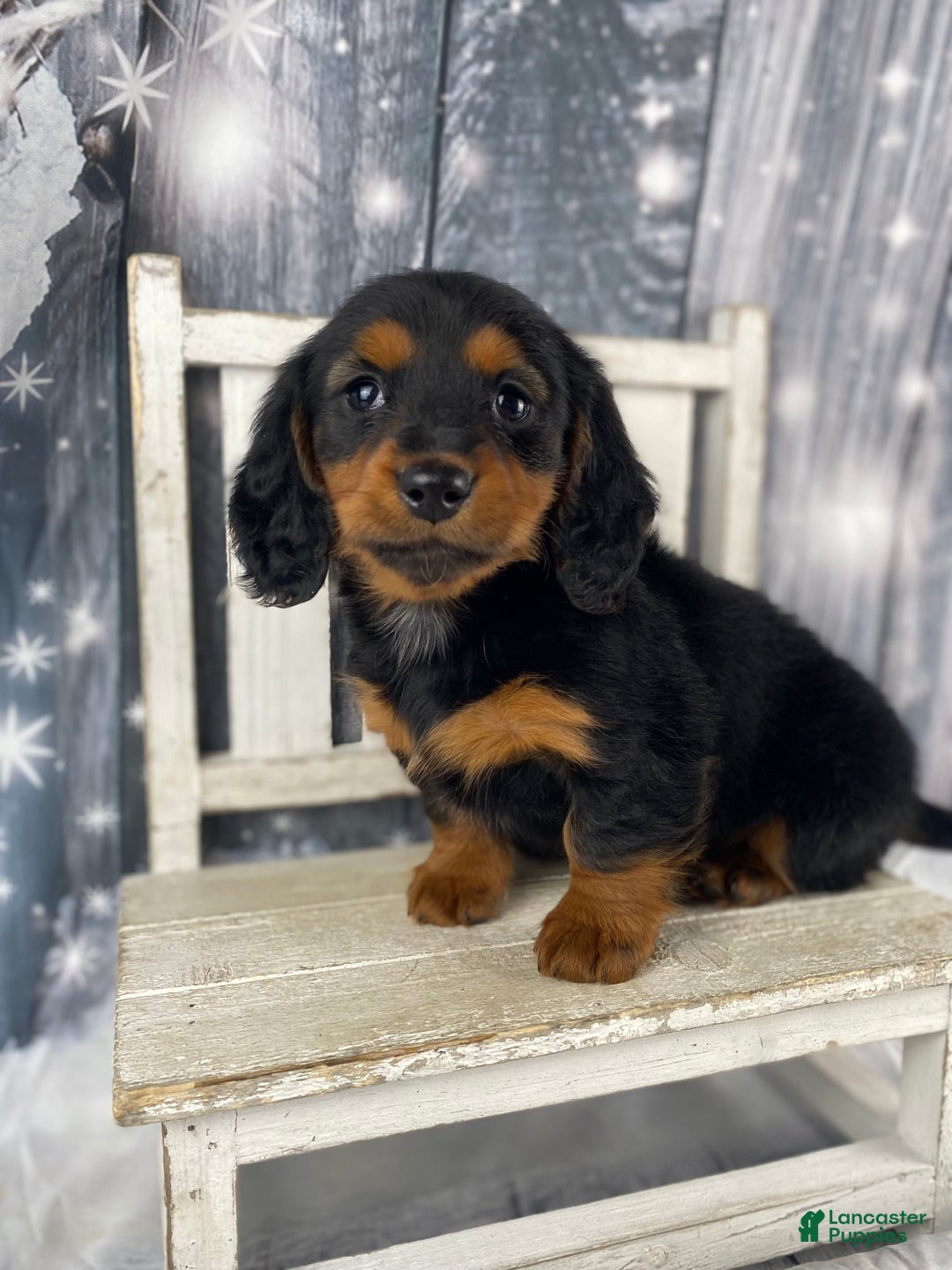 Miniature Dachshund dogs for sale: Bonnie - Ad 1
