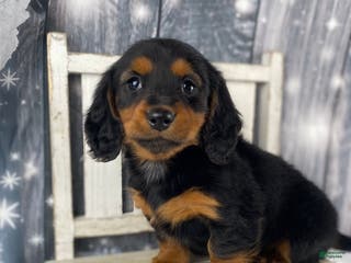 Miniature Dachshund dogs Bonnie - Ad 18