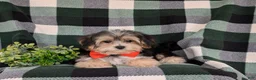 Morkie dogs for sale: Raleigh 6 lbs Full Grown - Ad 5