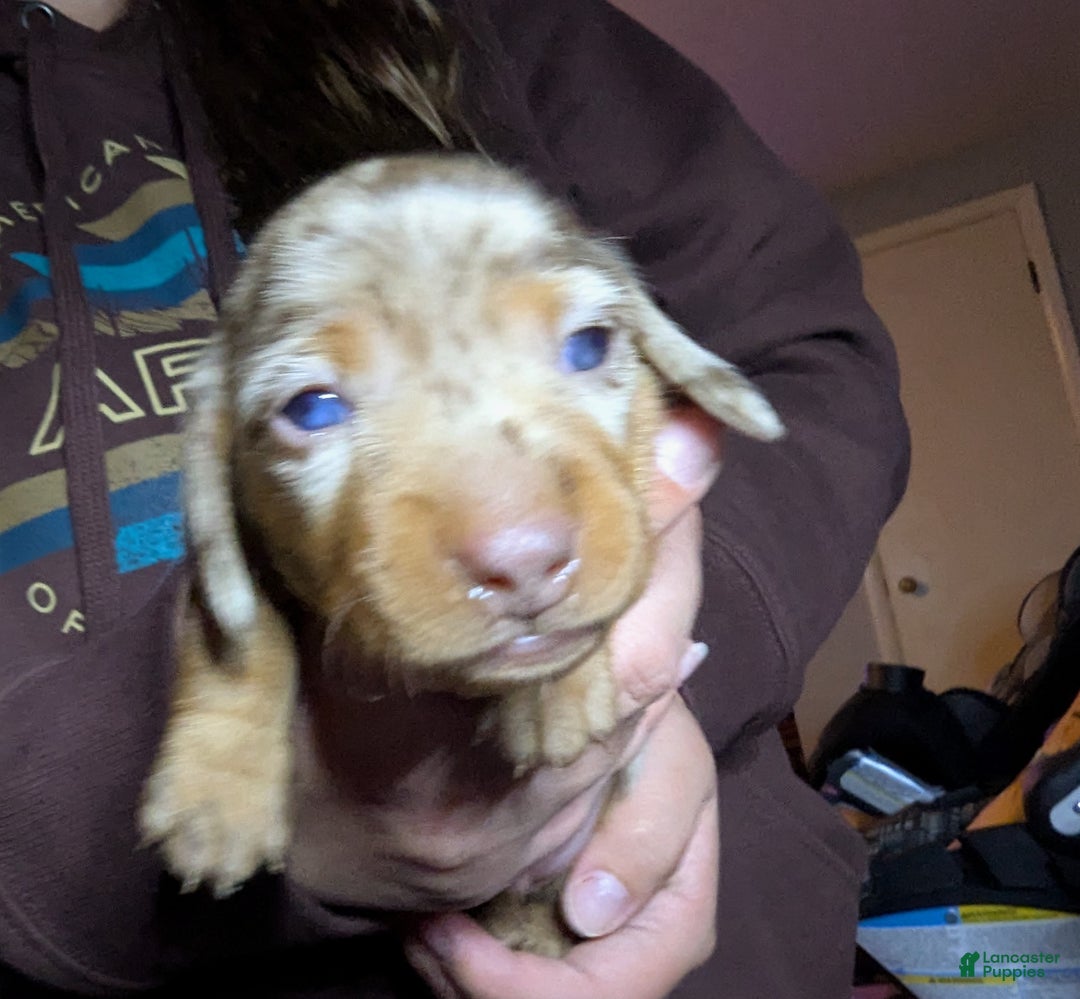Miniature Dachshund dogs for sale: Smores - Ad 5
