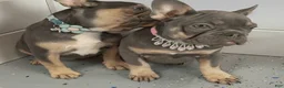 French Bulldog dogs for sale: French Bulldog girl  - Ad 3