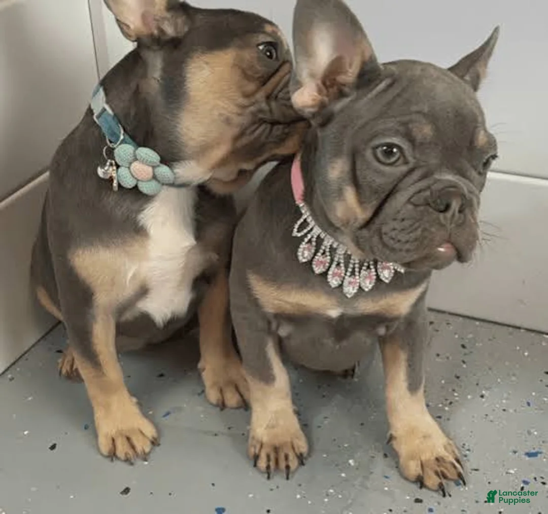 French Bulldog dogs for sale: French Bulldog girl  - Ad 3
