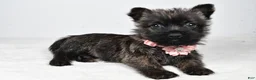 Cairn Terrier dogs for sale: Robin - Ad 1