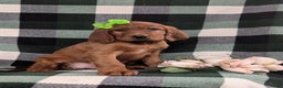 Irish Setter dogs for sale: Genna - Ad 3