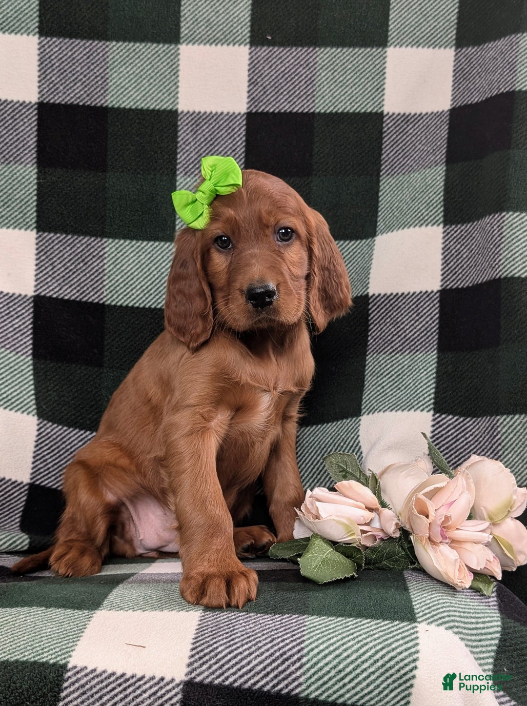 Irish Setter dogs for sale: Genna - Ad 3