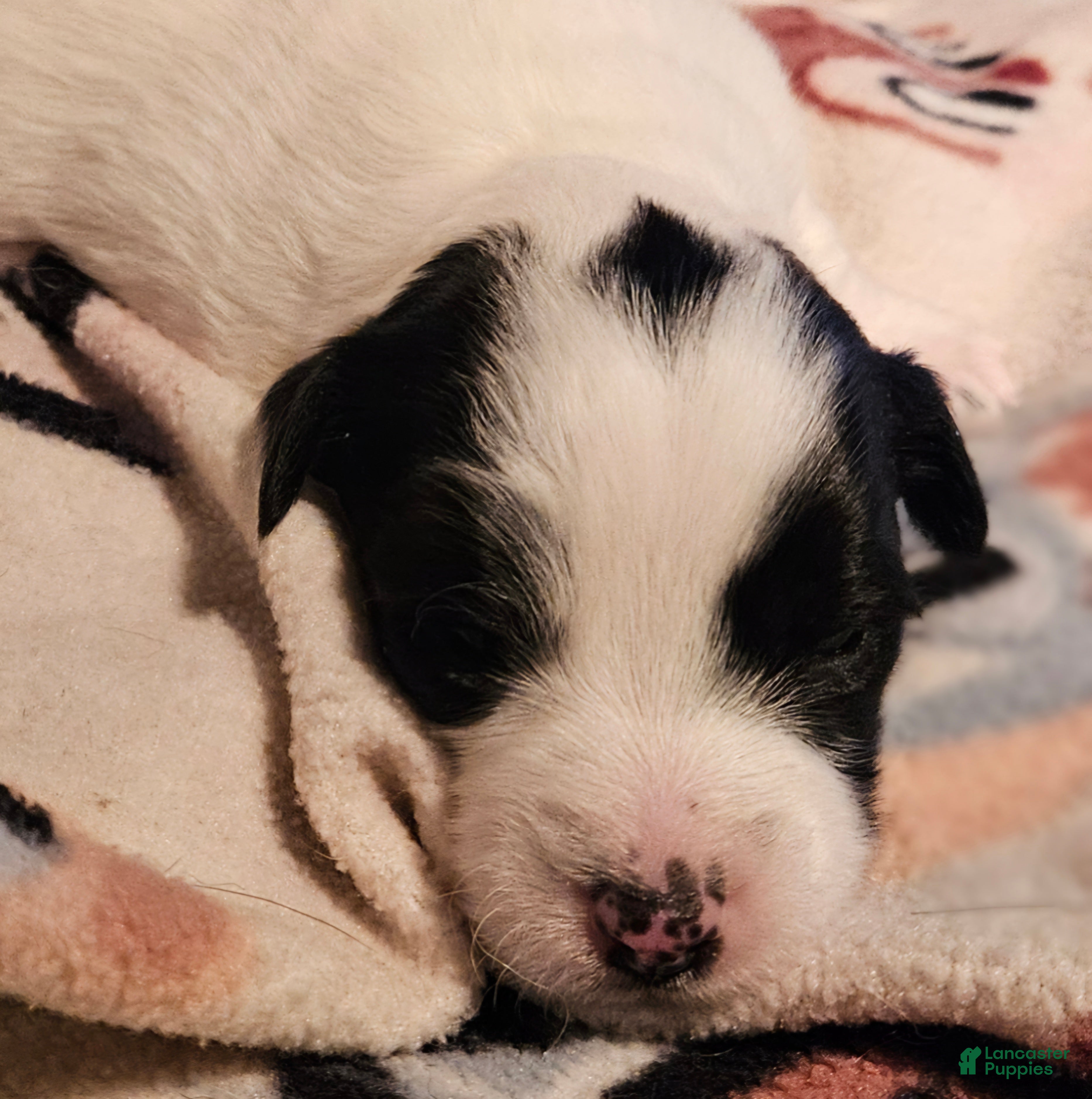 Chihuahua dogs Barney - Ad 28