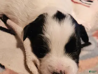 Chihuahua dogs Barney - Ad 28