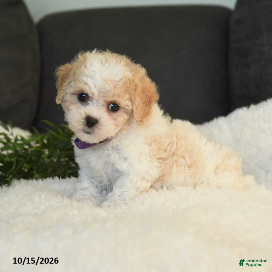 Teddy Bear dogs Mandy - Ad 1