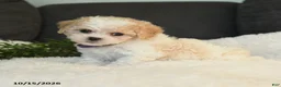 Teddy Bear dogs for sale: Mandy - Ad 1
