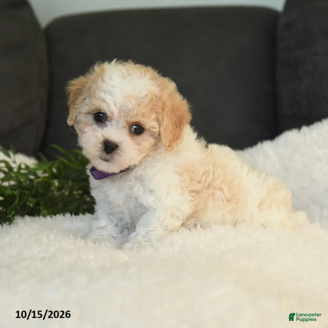 Teddy Bear dogs for sale: Mandy - Ad 1