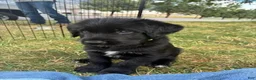 Mixed Breed dogs for sale: Cooper - Ad 1