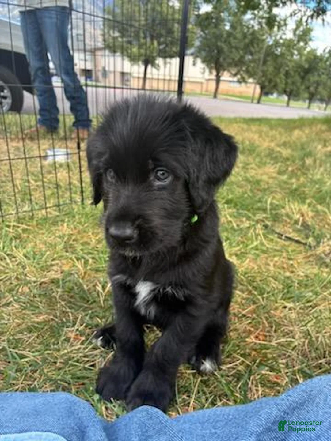 Mixed Breed dogs for sale: Cooper - Ad 1
