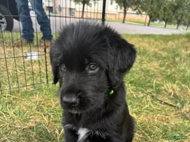 Mixed Breed dogs for sale: Cooper - Ad 12