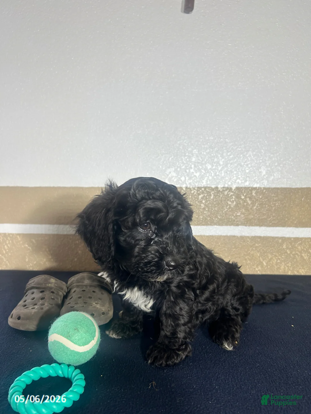 Havapoo dogs for sale: Griffin - Ad 2