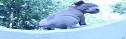 American Bully dogs for sale: Haze - Ad 15