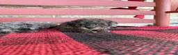Mini Aussiedoodle dogs for sale: Moose - Ad 3