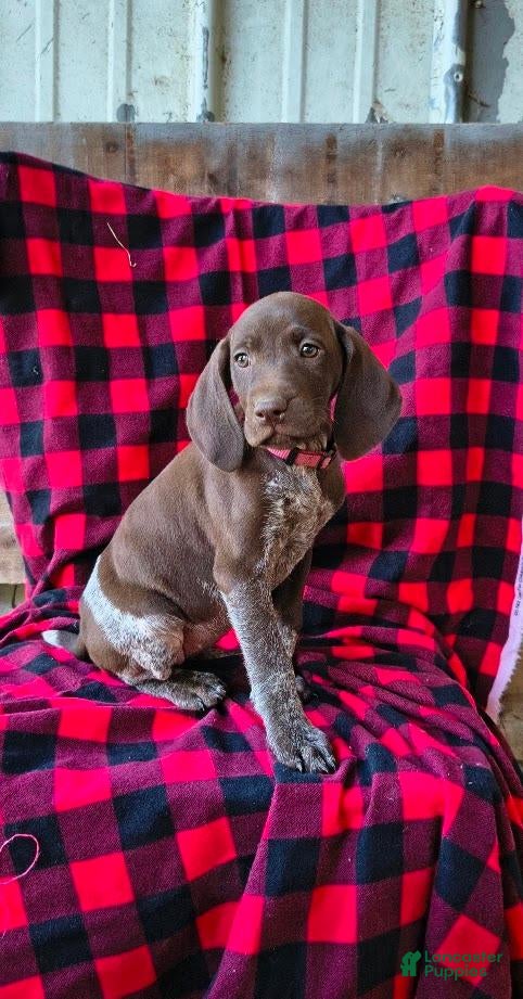 German Shorthaired Pointer dogs Tina - Ad 2
