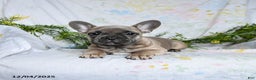 French Bulldog dogs for sale: Annie - Ad 4