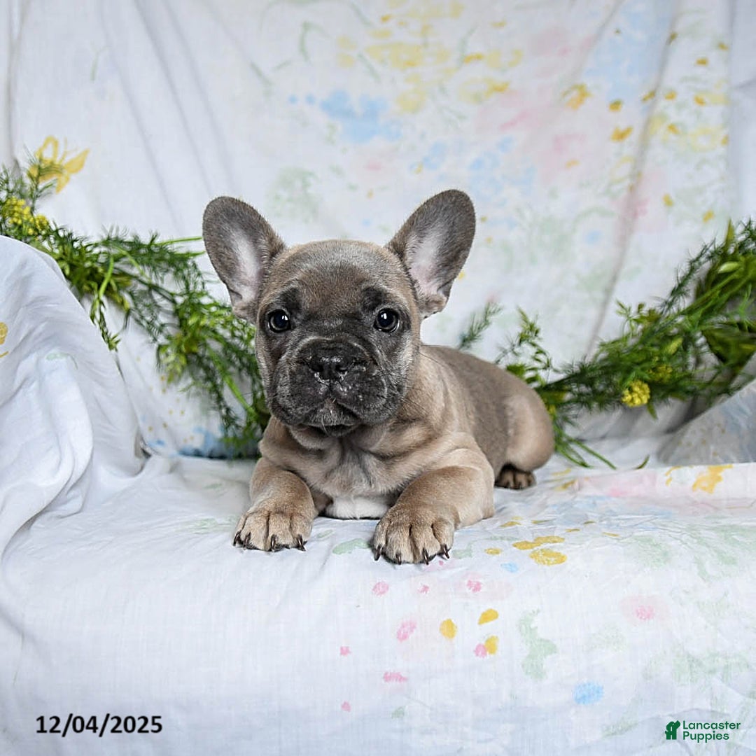 French Bulldog dogs for sale: Annie - Ad 4