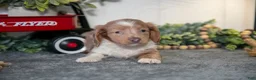 Miniature Dachshund dogs for sale: Ashley - Ad 3