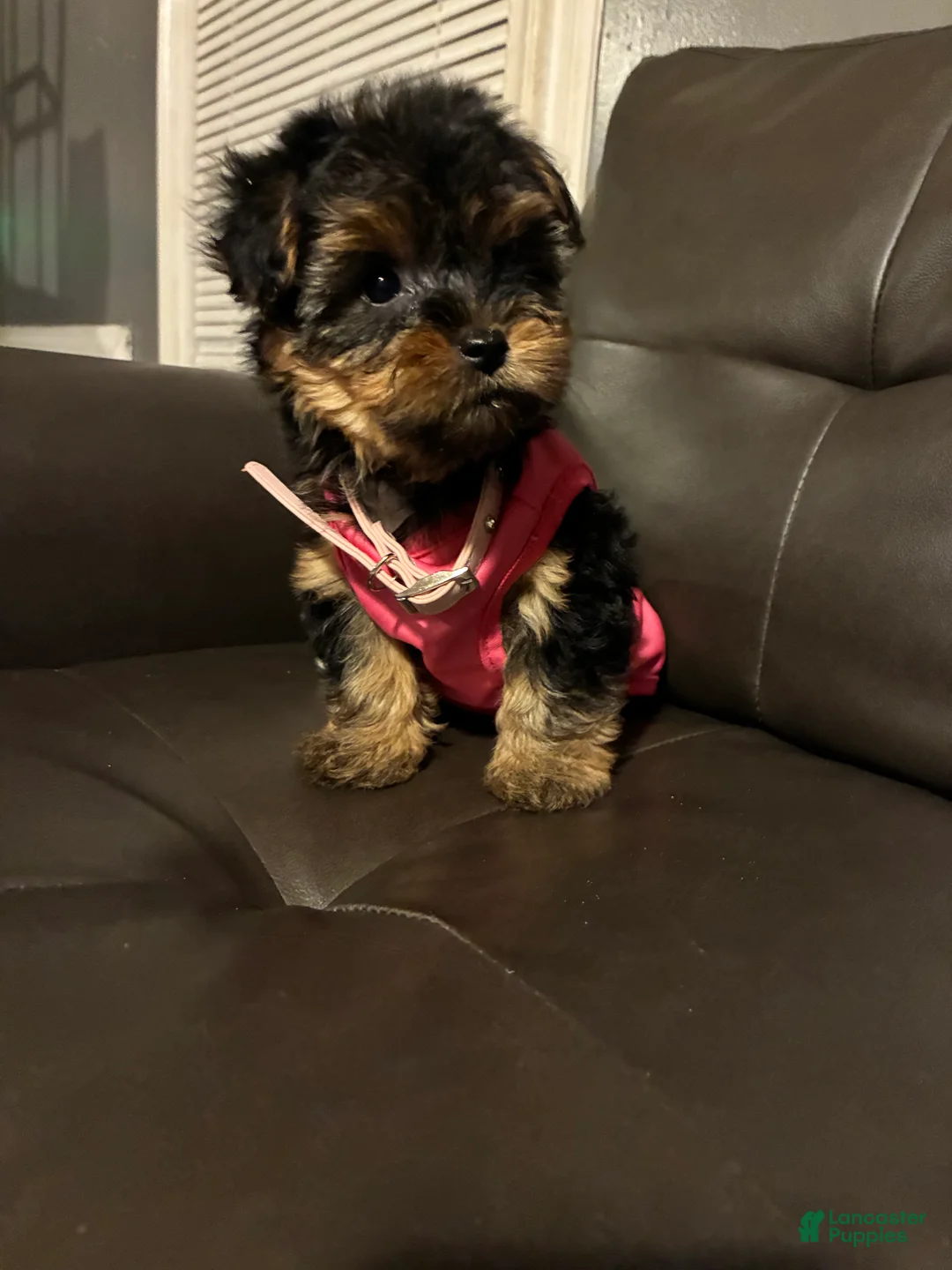 Yorkshire Terrier dogs for sale: Yorkshire Terrier Puppy 2 - Ad 2