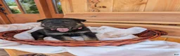 German Shepherd dogs for sale: ♥️SWEET RUBY♥️ - Ad 3