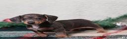 Dachshund dogs for sale: Lucy  - Ad 3