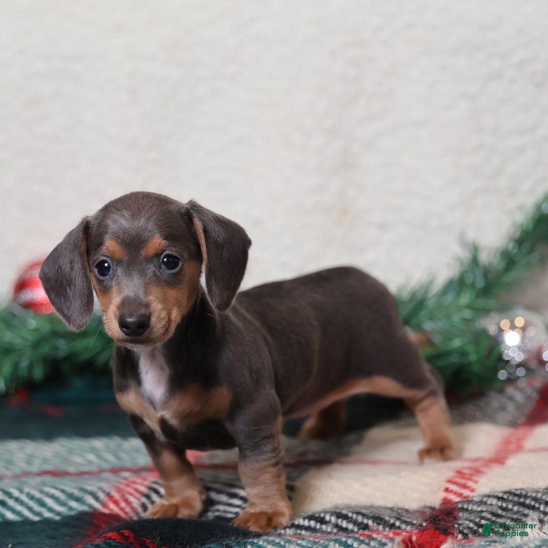 Dachshund dogs for sale: Lucy  - Ad 3