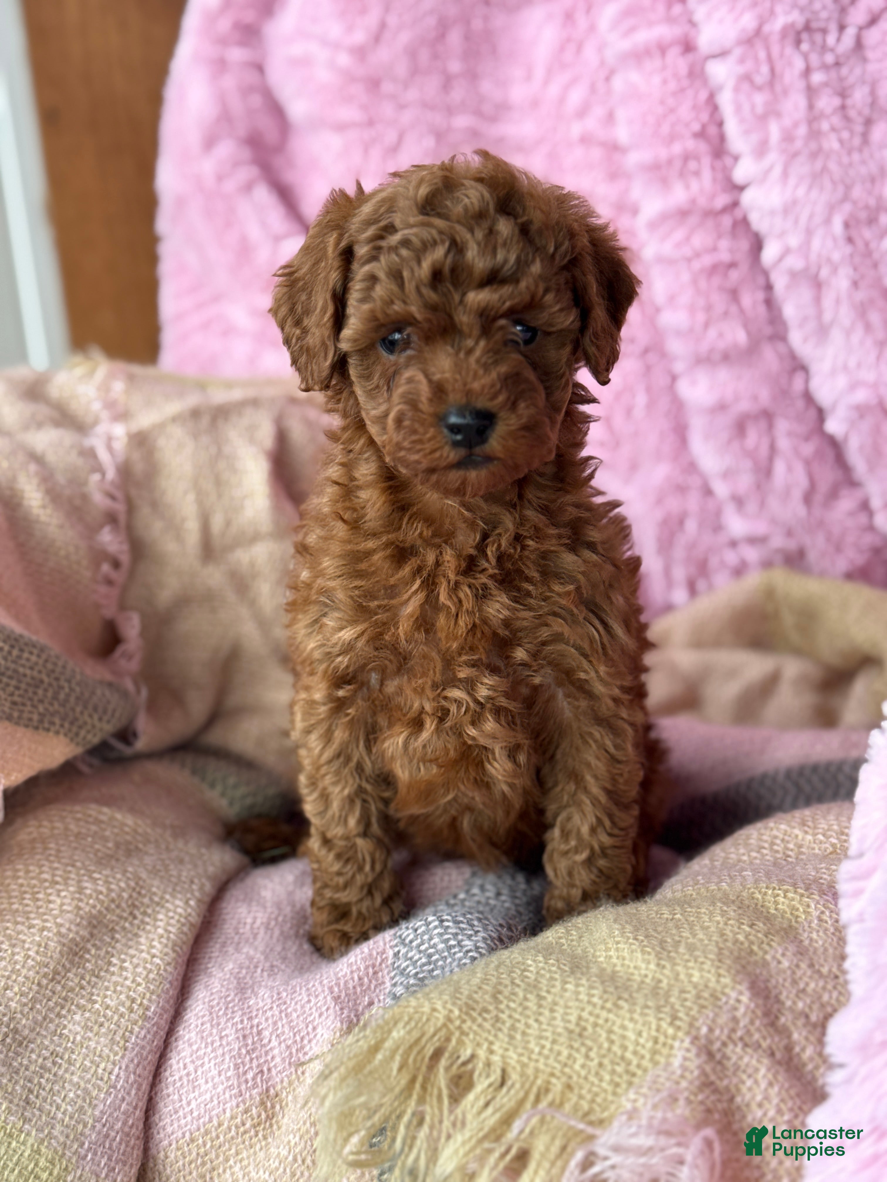 Toy Poodle dogs Norra - Ad 25