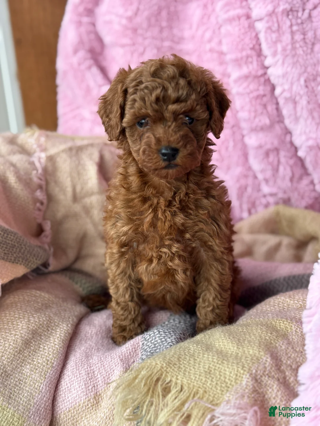 Toy Poodle dogs for sale: Norra - Ad 1