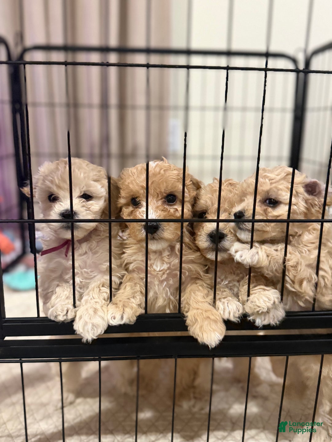 Bichpoo dogs for sale: Bichon frise Puppy 4 - Ad 4