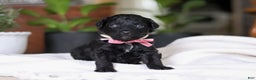 Mixed Breed dogs for sale: Lola - Ad 5