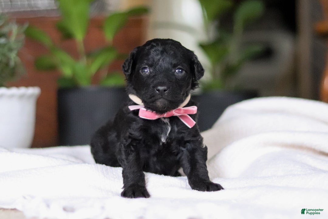 Mixed Breed dogs for sale: Lola - Ad 5