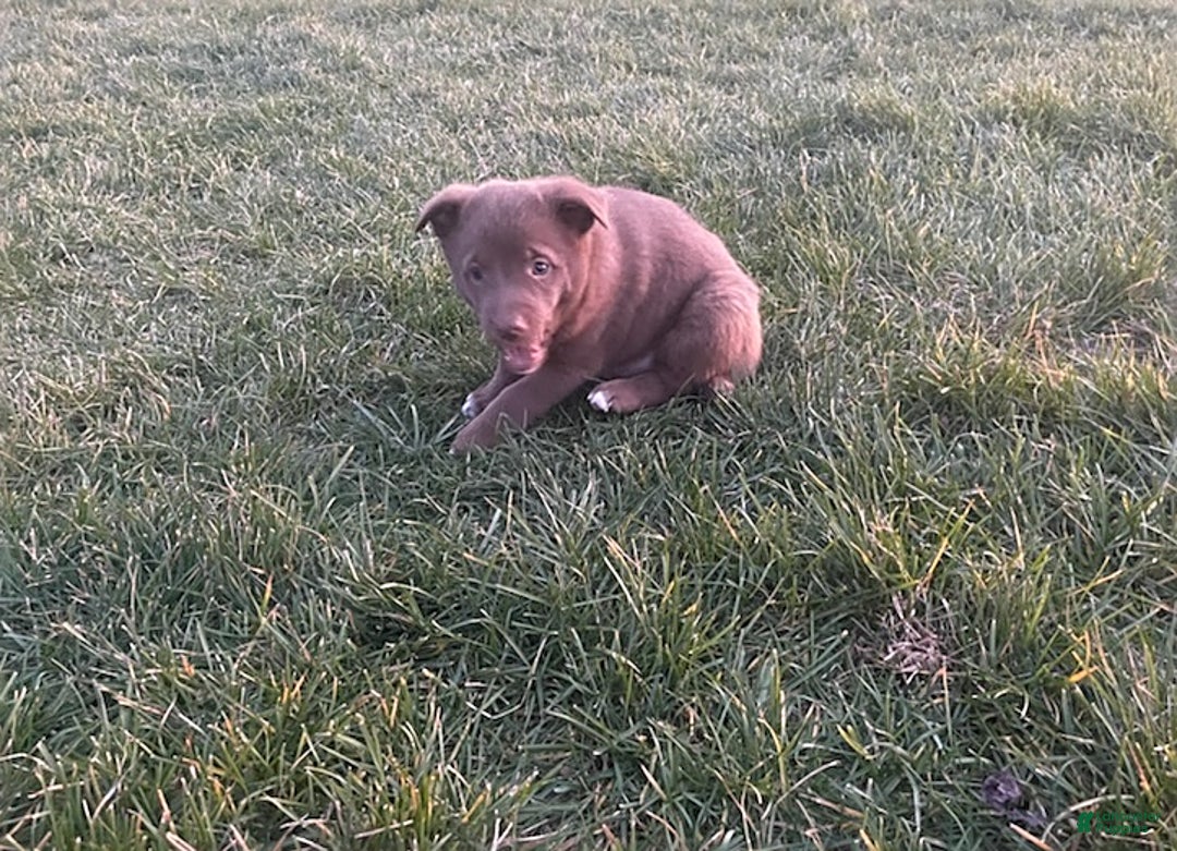 Mixed Breed dogs for sale: Oscar - Ad 2