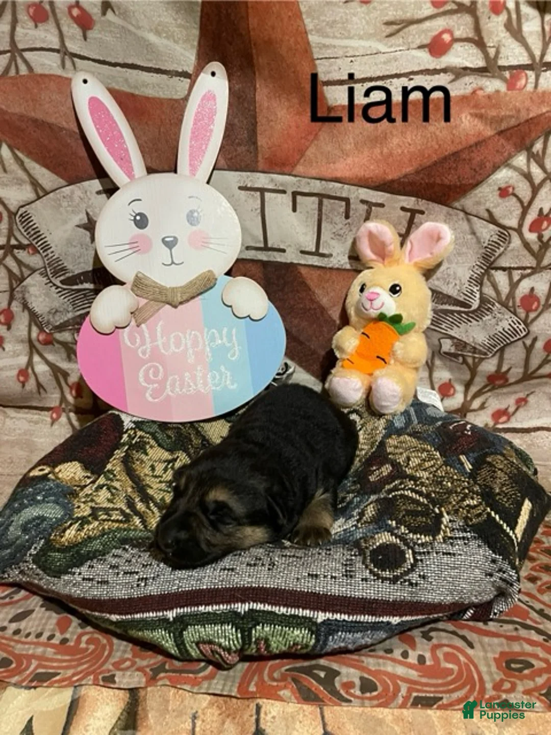 German Shepherd dogs for sale: German Shepherd Puppy 1 - Ad 4