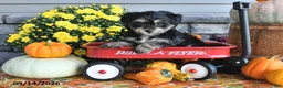 Yorkiepoo dogs for sale: Ashley - Ad 4