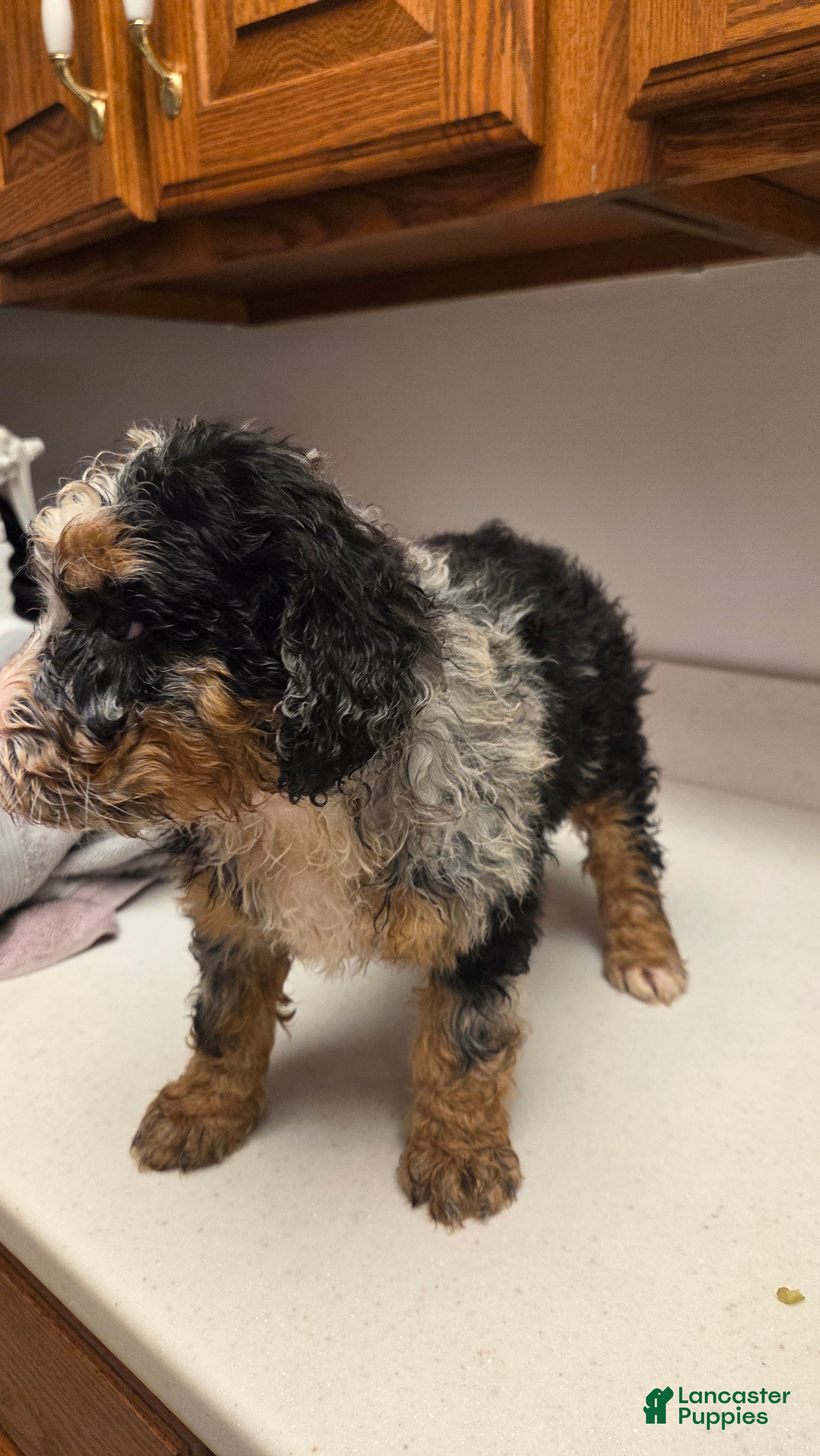 Bernedoodle dogs Beth - Ad 2