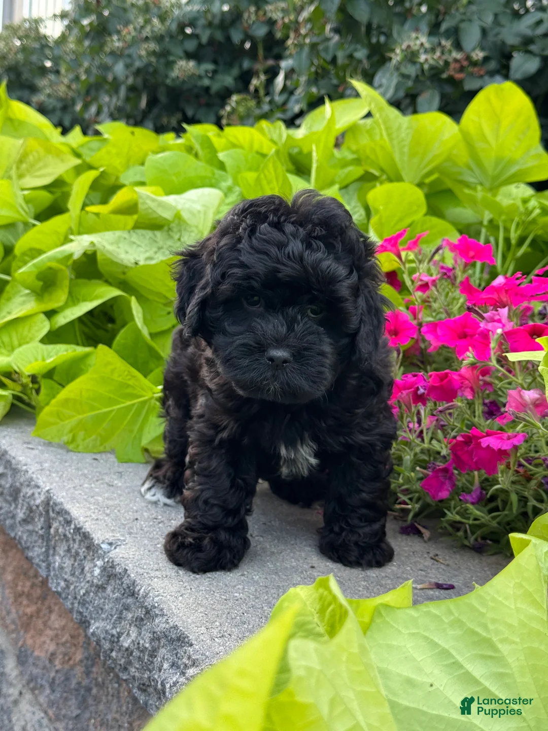 Lhasapoo dogs for sale: Austin - Ad 1
