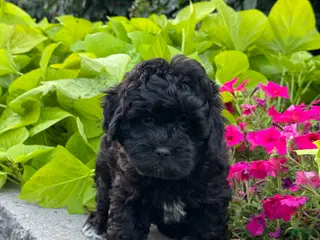 Lhasapoo dogs Austin - Ad 5