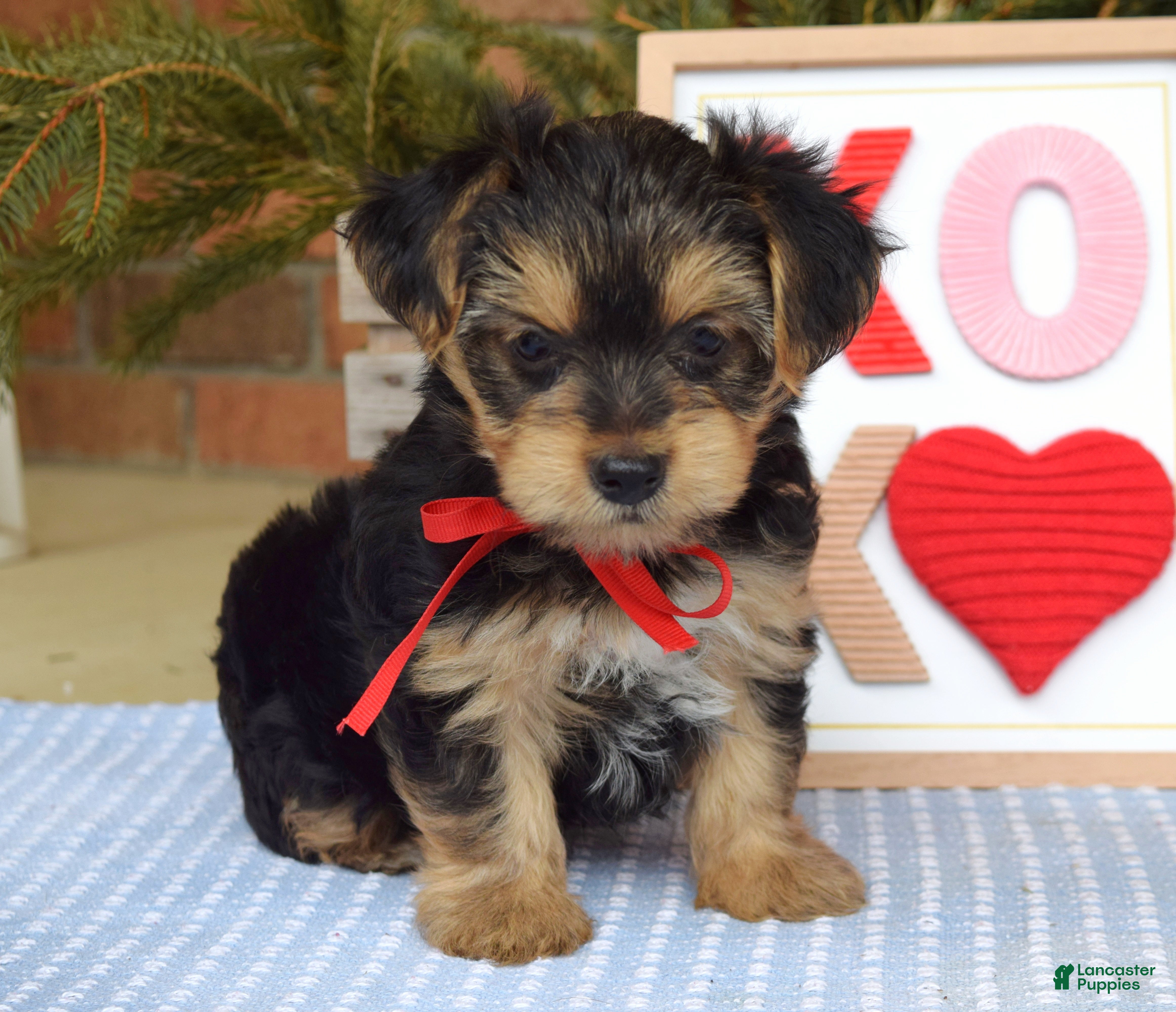 Yorkshire Terrier dogs Payton - Ad 1